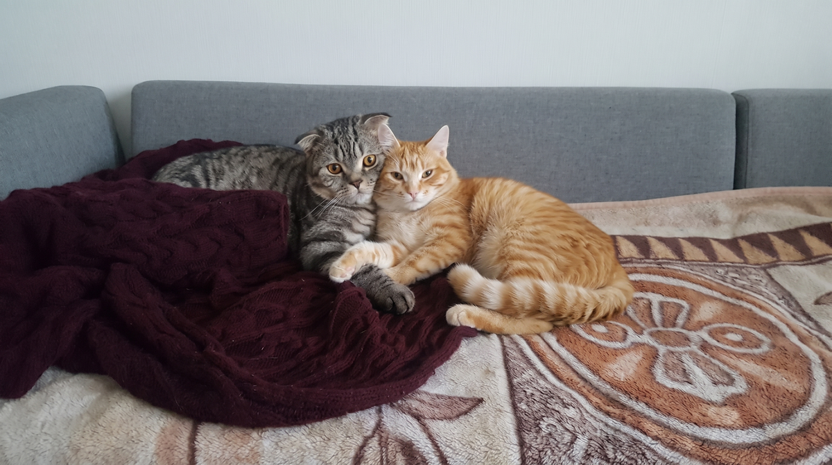 Two cats together in a calm home